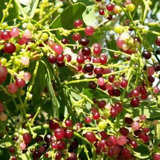10 Toothbrush Tree Seeds, Salvadora persica Seeds - Edible Fruit Tree Seeds