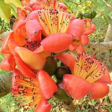 20 Bombax ceiba Seeds, Red Cotton Tree, Silk Cotton Tree, Indian Kapok - Deciduous Bulk Tree Seeds