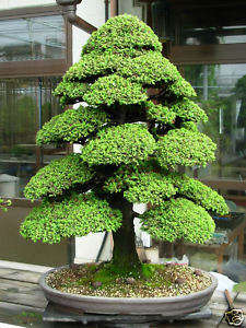 50 Cryptomeria japonica Bonsai Seeds - Sacred Japanese Red Cedar