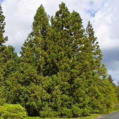 Cryptomeria japonica Seeds, Sacred Japanese Red Cedar - Deciduous Exotic Tree Seeds
