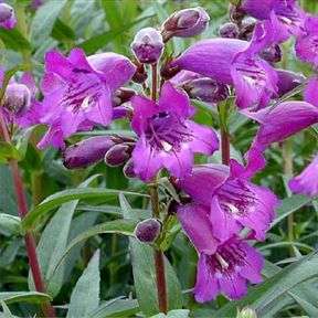 1000 Rocky Mountain Penstemon Seeds - Penstemon strictus Seeds - Bulk Perennial