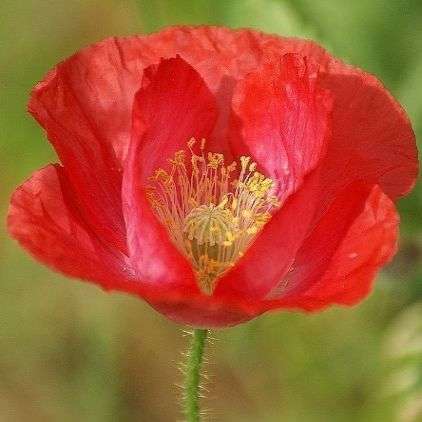 1000 Papaver rhoeas Seeds - Red Corn Poppy - Bulk Annual Seeds - Sow Spring Autumn