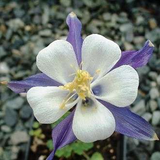 1000 Aquilegia caerulea Seeds - Blue Columbine - Bulk Perennial Seeds