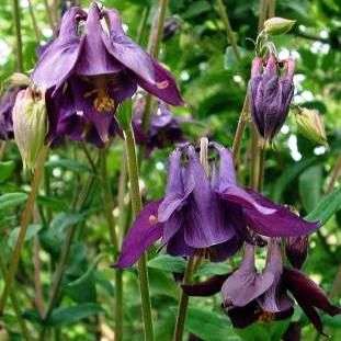 250 Aquilegia oxysepala Seeds - Oriental Columbine - Bulk Perennial Seeds
