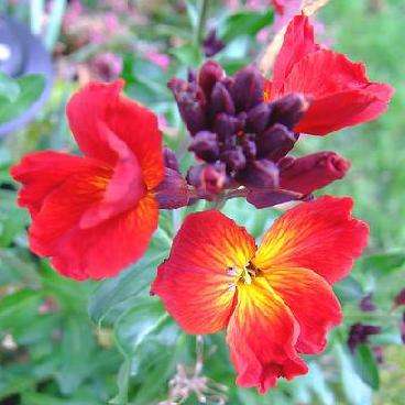 English Wallflower Seeds - Cheiranthus cheiri Seeds - Biennial Seeds