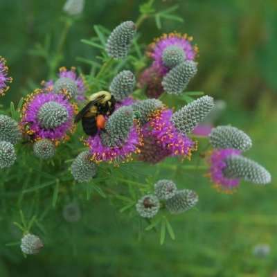 1000 Dalea purpureum Seeds ~ Purple Prairie Clover, Violet Prairie Clover - Bulk Perennial Seeds