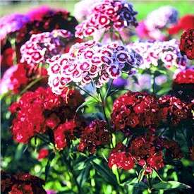 300 Dianthus barbatus Seeds - Sweet William - Sow Spring Autumn - Bulk Biennial Seeds