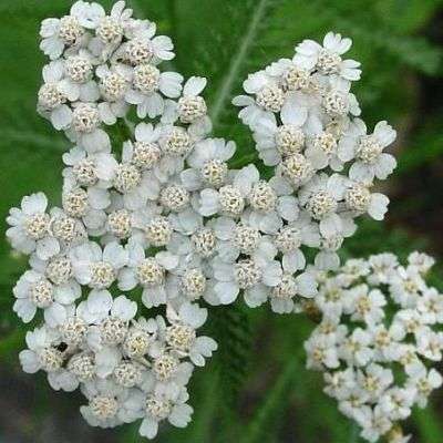 1000 Bloodwort Seeds - Achillea millefolium - White Yarrow - Bulk Perennial Seeds- Sow Spring Autumn