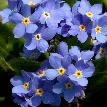 500 Myosotis sylvatica Seeds - Forget-Me-Not, Woodland Forget-Me-Not Seeds - Bulk Annual