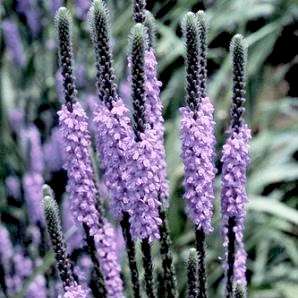 400 Hoary Vervain, Hoary Verbena Seeds - Verbena stricta Seeds - Bulk Annual / Perennial