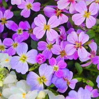 Malcolmia maritima Seeds - Virginia Stocks Seeds - Annual Flower Seeds
