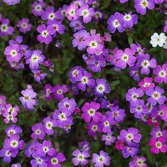 10 Virginia Stocks Seeds - Malcolmia maritima Seeds - Bulk Annual Flower Seeds