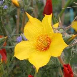 200 Mentzelia lindleyi Seeds - Blazing Star - Bulk Annual Flower Seeds