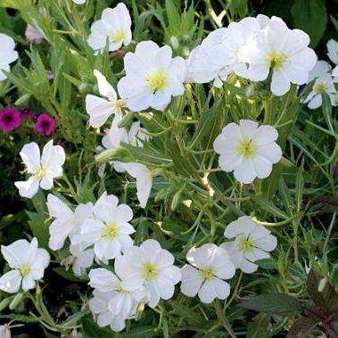 Oenothera pallida Seeds - Pale Evening Primrose, White Buttercup, Sundrops - Perennial Seeds