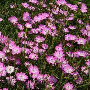 400 Silene pendula Seeds - Nodding Catchfly, Drooping Catchfly - Bulk Annual Seeds