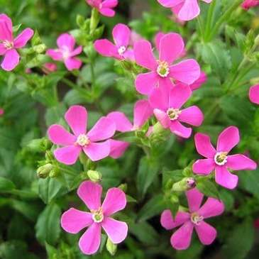 250 Silene pendula Seeds - Nodding Catchfly, Drooping Catchfly - Annual Seeds