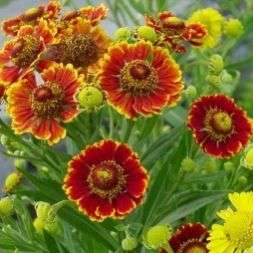 75 Sneezeweed, Helen's Flower Seeds - Helenium autumnale Seeds - Bulk Perennial Seeds
