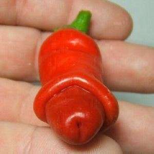 10 Red Peter Chilli Willy Pepper Seeds - Capsicum annuum - Chili Chile - Vegetable Seeds