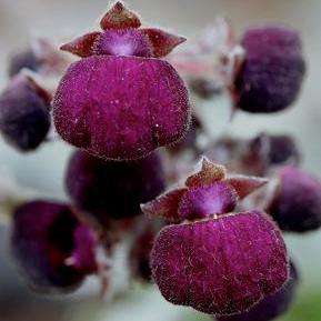 10 Purple Lady's Purse, Purple Pocketbook Seeds - Calceolaria arachnoidea Seeds - Perennial