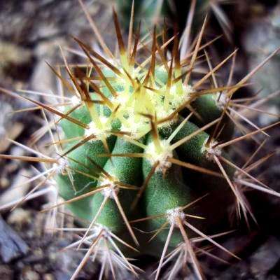 Echinopsis chiloensis Cactus Seeds - Hedgehog Cactus - Succulents