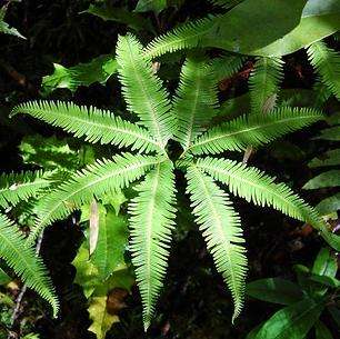 Gleichenia quadripartida Seeds - Exotic Hardy Perennial Fern Seeds