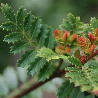 5 Weinmannia trichosperma Seeds - Tineo, Palo Santo Tree Seeds - Evergreen