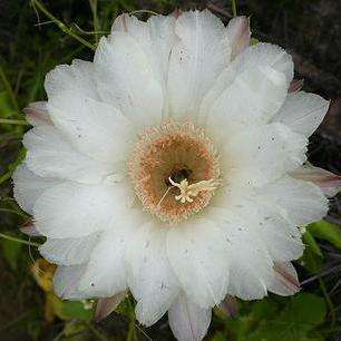 Eulychnia acida Cactus Seeds - Copao Fruit Cactus - Succulents
