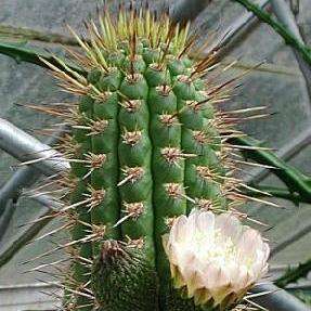 4 Eulychnia acida Cactus Seeds - Copao Fruit Cactus - Succulents