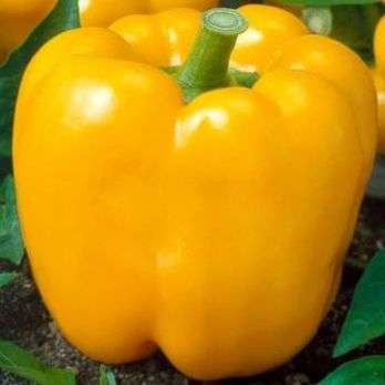 45 Sweet Golden Cal Wonder Pepper Seeds - Capsicum annuum - Bulk Vegetable Seeds