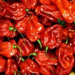 10 Jamaican Hot Red Chilli Seeds- Jamaican Red Hot Chili - Capsicum annuum- Bulk Vegetable Chile