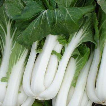 300 Chinese Cabbage Pak Choi White Stem Seeds - Brassica rapa chinensis - Bulk Vegetable Seeds
