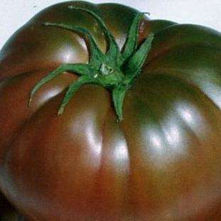 10 Black Krim Tomato - Lycopersicon esculentum Heirloom Seeds â Vegetable Seeds