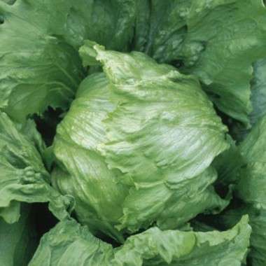 400 Iceberg Lettuce Seeds - Lactuca sativa - Bulk Heirloom Vegetable Seeds
