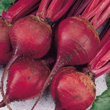 225 Ruby Queen Beet Seeds - Beta vulgaris - Bulk Vegetable Seeds To Buy in South Africa