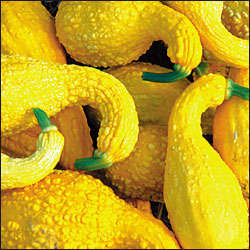 10 Squash Yellow Crookneck Seeds - Cucurbita pepo - Buy Bulk Vegetable Seeds