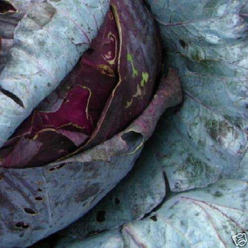 60 Cabbage Mammoth Red Rock Seeds - Brassica oleracea - Bulk Vegetable - Worldwide Delivery