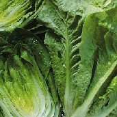600 Romaine Lettuce Parris Island Seeds - Lactuca sativa - Bulk Vegetable Seeds