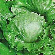 350 Lettuce Crisp Head Great Lakes Seeds - Lactuca sativa - Bulk Vegetable Seeds