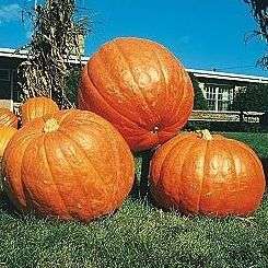 15 Pumpkin Connecticut Field Seeds - Cucurbita maxima Seeds â Bulk Heirloom Vegetable Seeds