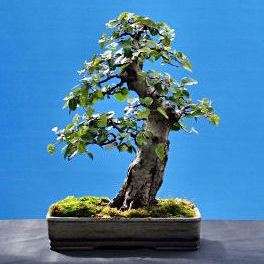 Carpinus turczaninowii Bonsai Tree Seeds - Exotic Small Leaf Bonsai