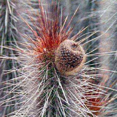 Eulychnia castanea Cactus Seeds - Copado de Philippi - Succulents