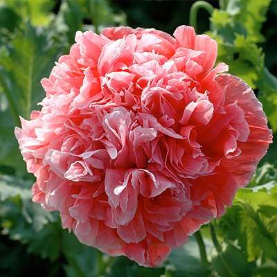 150 Papaver somniferum var. peoniflorum Frosted Salmon Poppy Seeds - Bulk Annual Seeds