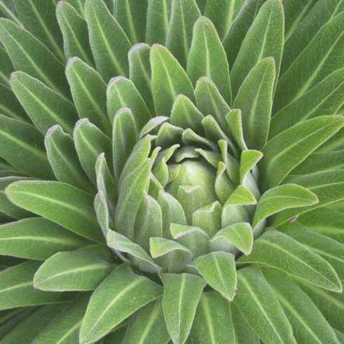 Lobelia giberroa Seeds - Ugandan Giant Lobelia