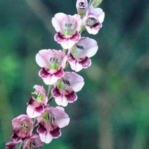 5 Gladiolus serpenticola Seeds - Indigenous South African Bulb Seeds for Sale in South Africa