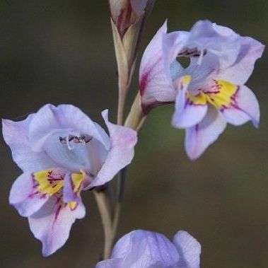 Gladiolus martleyi Seeds - Buy Seeds for South African Indigenous Bulbs