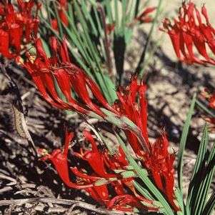 Babiana thunbergii Seeds - Indigenous South African Bulb Seeds for Sale in South Africa