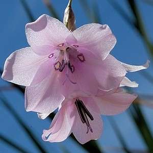 Dierama latifolium Seeds - Indigenous South African Native Perennial Bulb Seeds from Africa