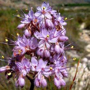 Dilatris ixioides - Sow Autumn - Indigenous Evergreen South African Bulbs Seeds