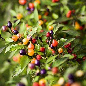 10 Bolivian Rainbow Chilli Pepper Seeds - Capsicum annuum Chili Chile - Bulk Vegetable Seeds