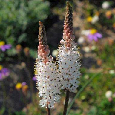 10 Bulbinella cauda-felis Seeds - Indigenous South African Bulbs Seeds